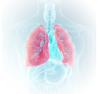 Pulmonary testing - drawing of chest and lungs