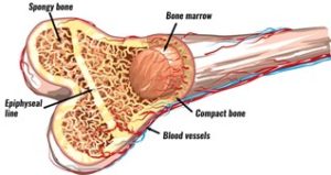 Diagram of human bone structure