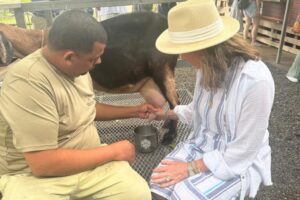 Milking Goat